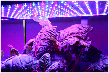 LED SUN LIGHT